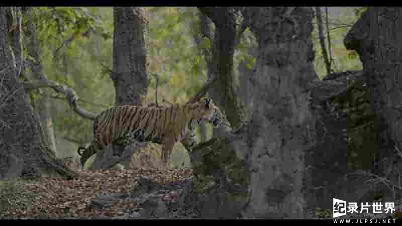 DISNEY+《老虎 Tiger 2024》全1集
