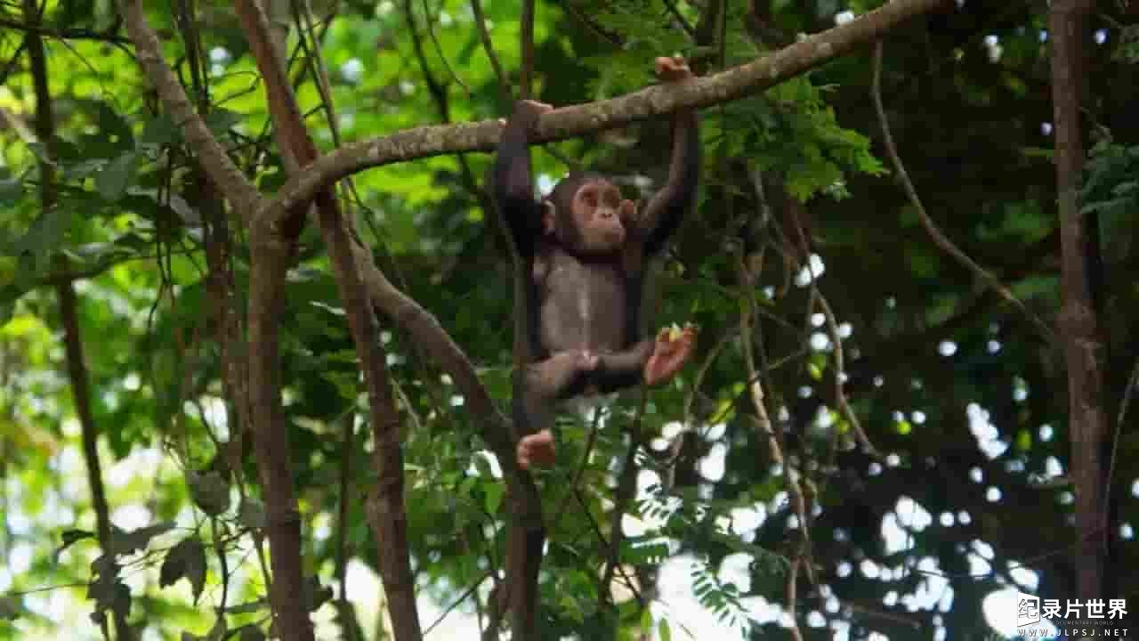 BBC纪录片《我的刚果 My Congo 2016》全1集