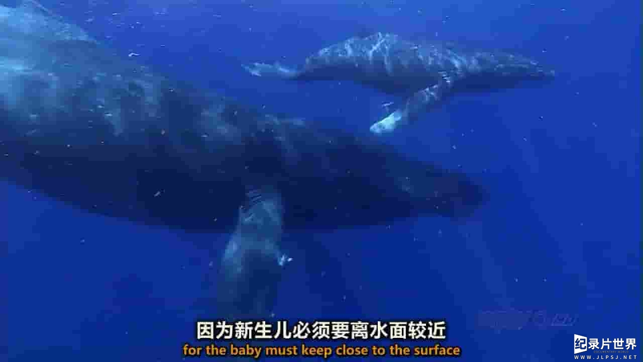 BBC纪录片《鲸之友谊 Fellowship of the Whales 2009》全1集