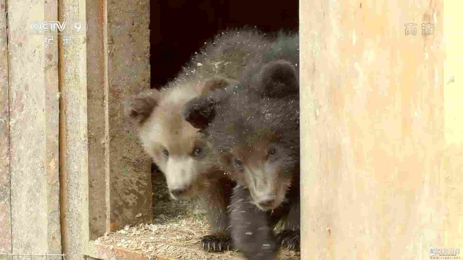 央视纪录片《熊与人类/棕熊之国/棕熊之地 Land of the Bears 2014》全1集 