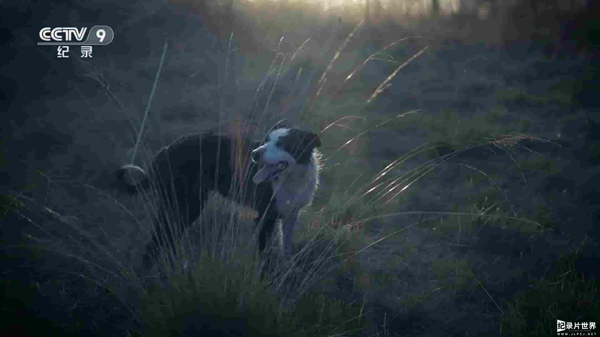 央视纪录片《牧羊人的抉择/牧羊英雄 Schapenheld 2019》全1集