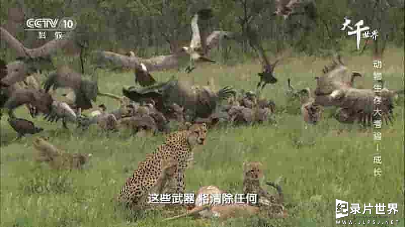 南非纪录片《动物生存大考验 Wild Dynasties 2019》全3集