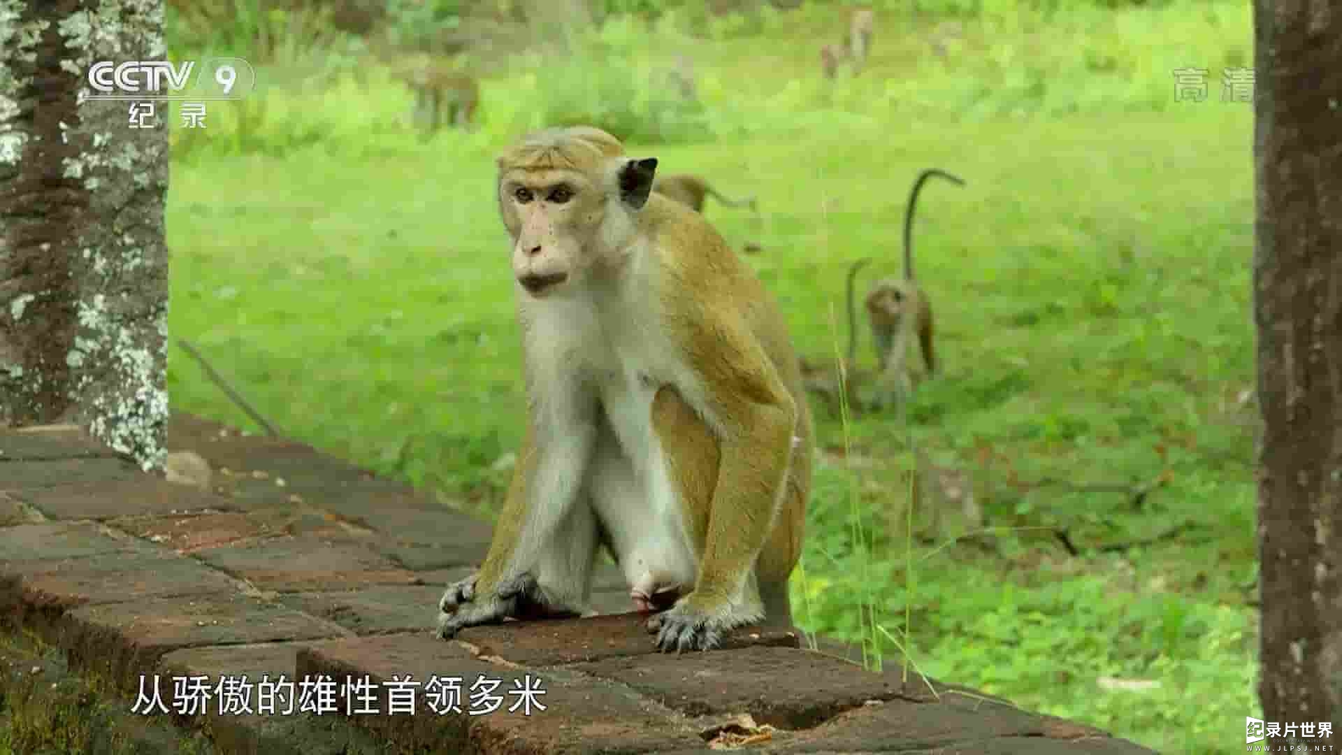 史密森频道《与猴群同行 A Life Among Monkeys 2019》全1集