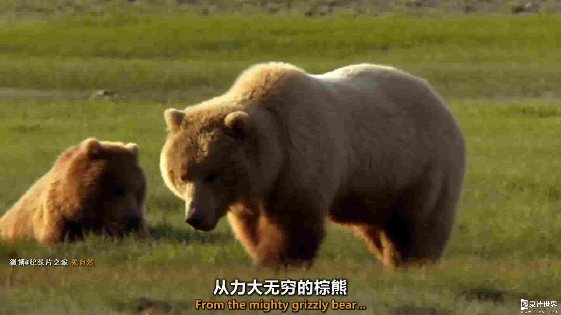 BBC纪录片《熊族面面观 Meet the Bears 2019》全1集 