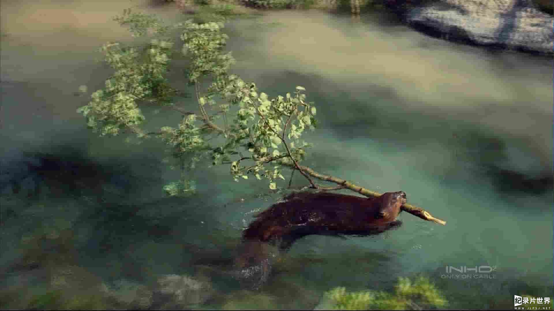 IMAX纪录片《海狸 Beavers 1988》全1集