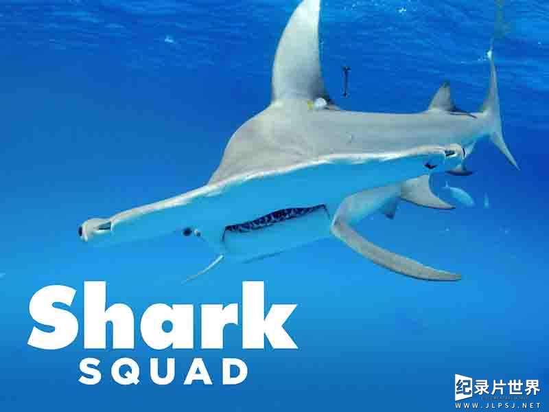 美国纪录片《鲨鱼小队  Shark Squad 2018》第1季全4集