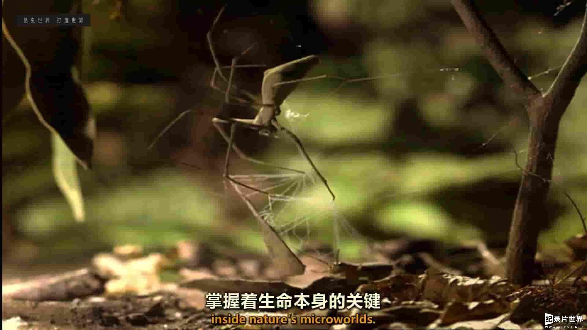 BBC纪录片《昆虫世界 Insects World 2013》全3集 