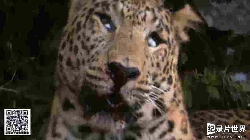 BBC自然世界《花豹：21世纪大猫 Leopards: 21st Century Cats 2013》全1集