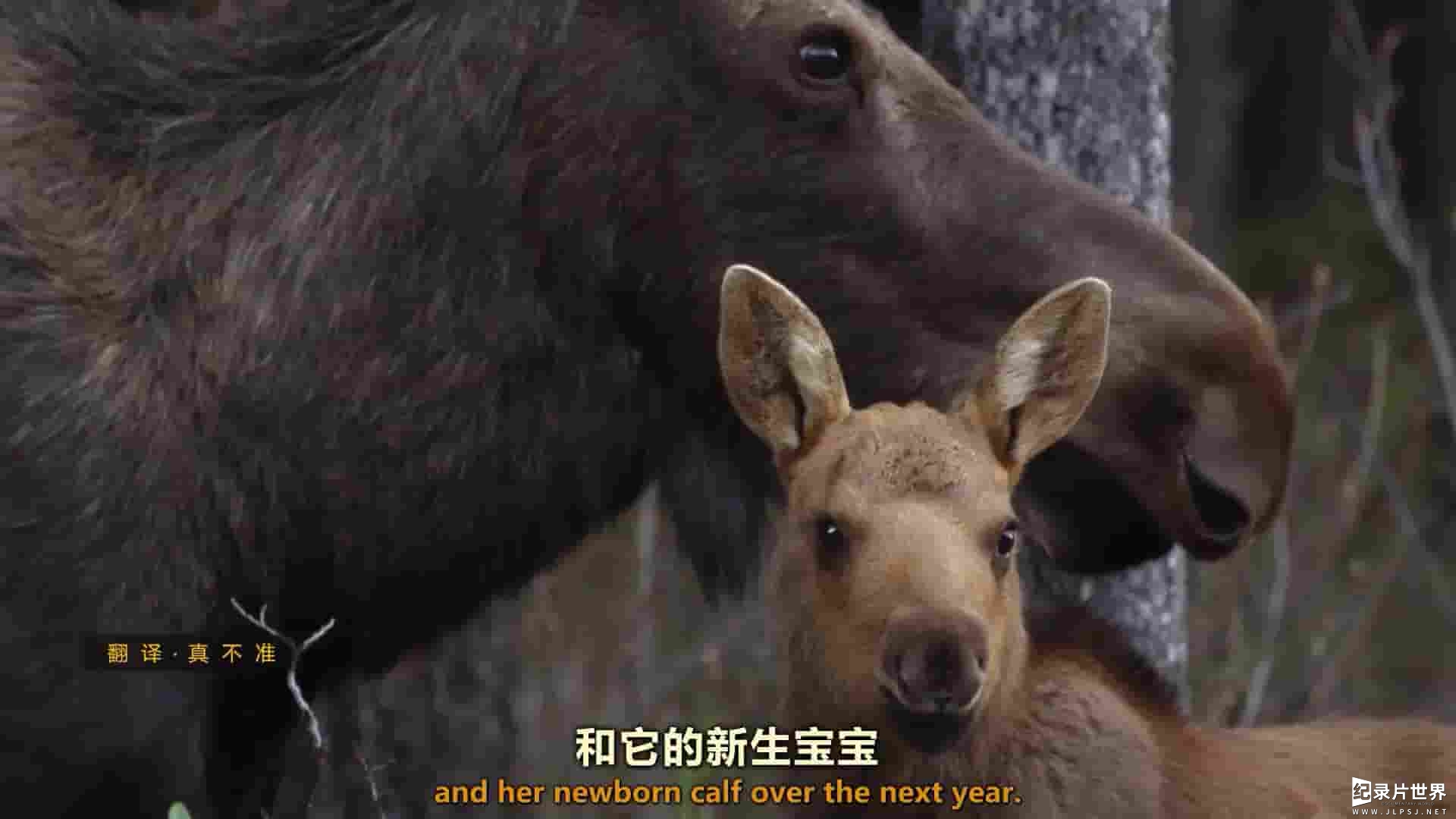 BBC纪录片《与驼鹿家庭同行 Meet the Moose Family》全1集