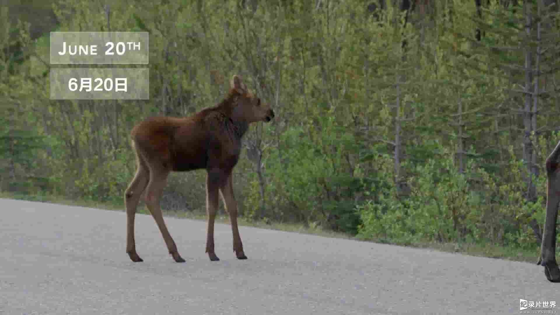 BBC纪录片《与驼鹿家庭同行 Meet the Moose Family》全1集