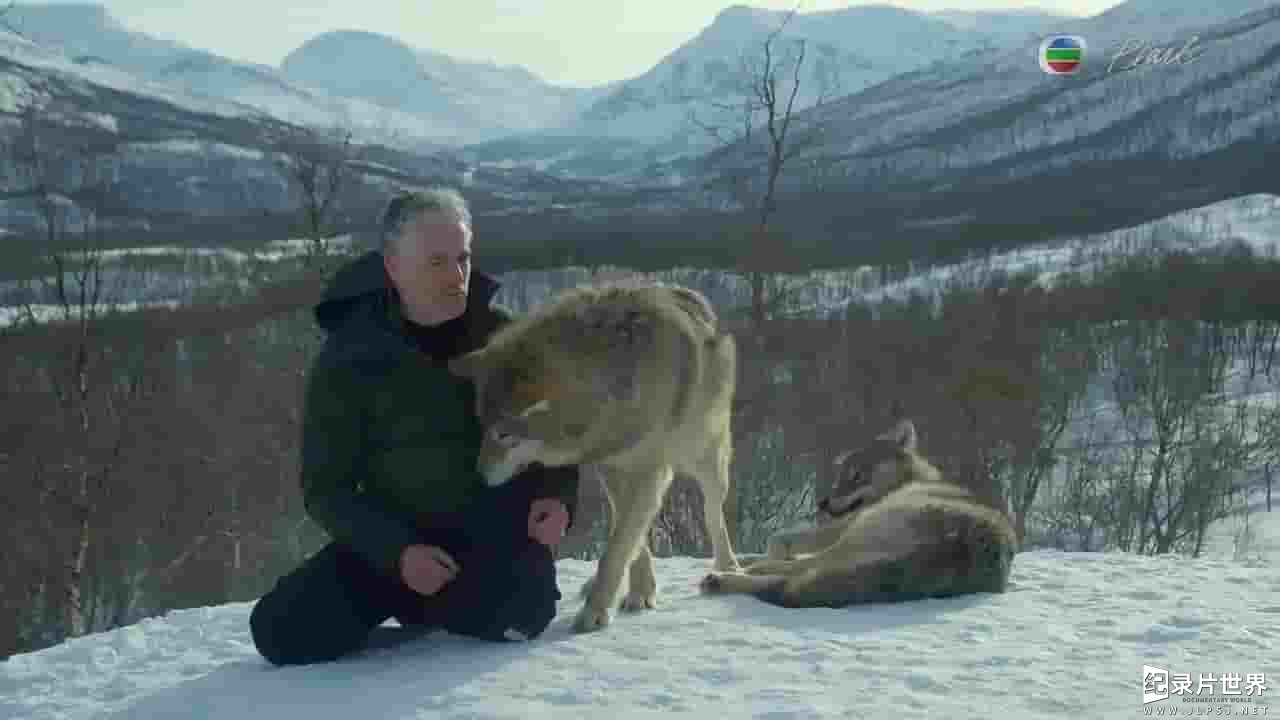 BBC纪录片《冰雪动物王国/雪地动物 Snow Animals 2019》全1集两版