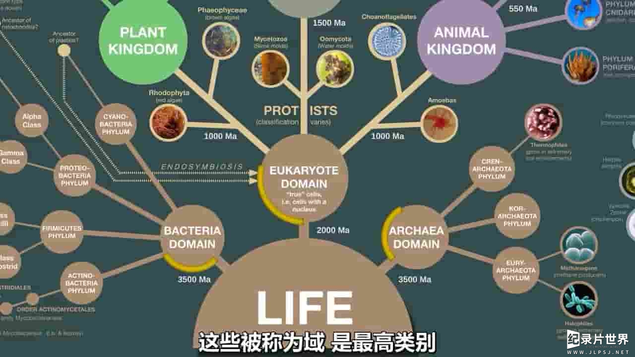 科普纪录片《生物进化和分类:从单细胞到人类 Evolution and Classification of Life: Single Celled Bacteria to Humans 2020》全1集