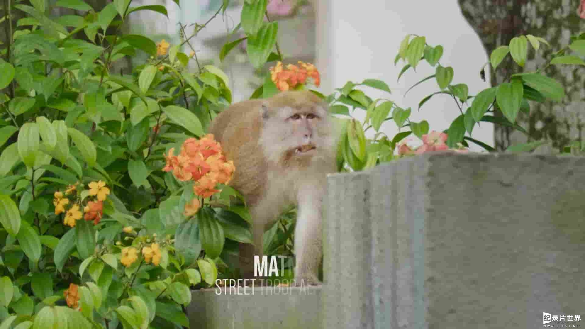 英国纪录片《猕猴岛 Macaque Island 2024》第1季全3集