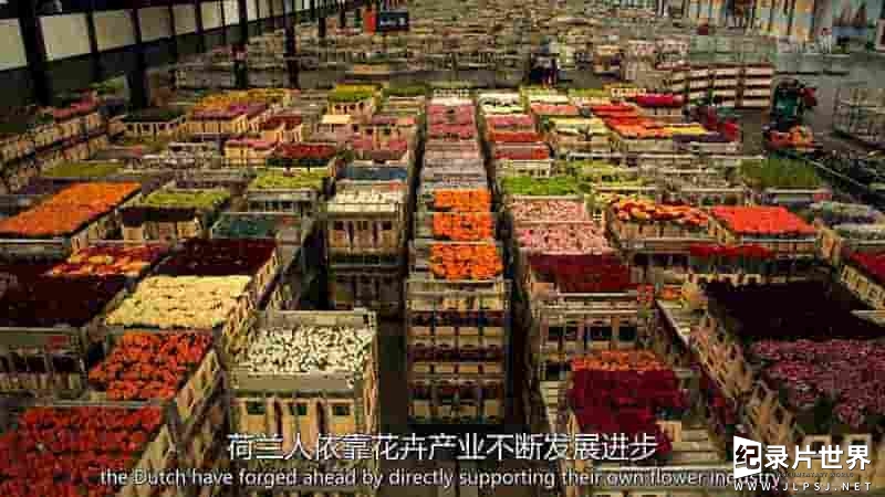 CH4纪录片《亿万花市 The Billion Pound Flower Market 2016》全1集 