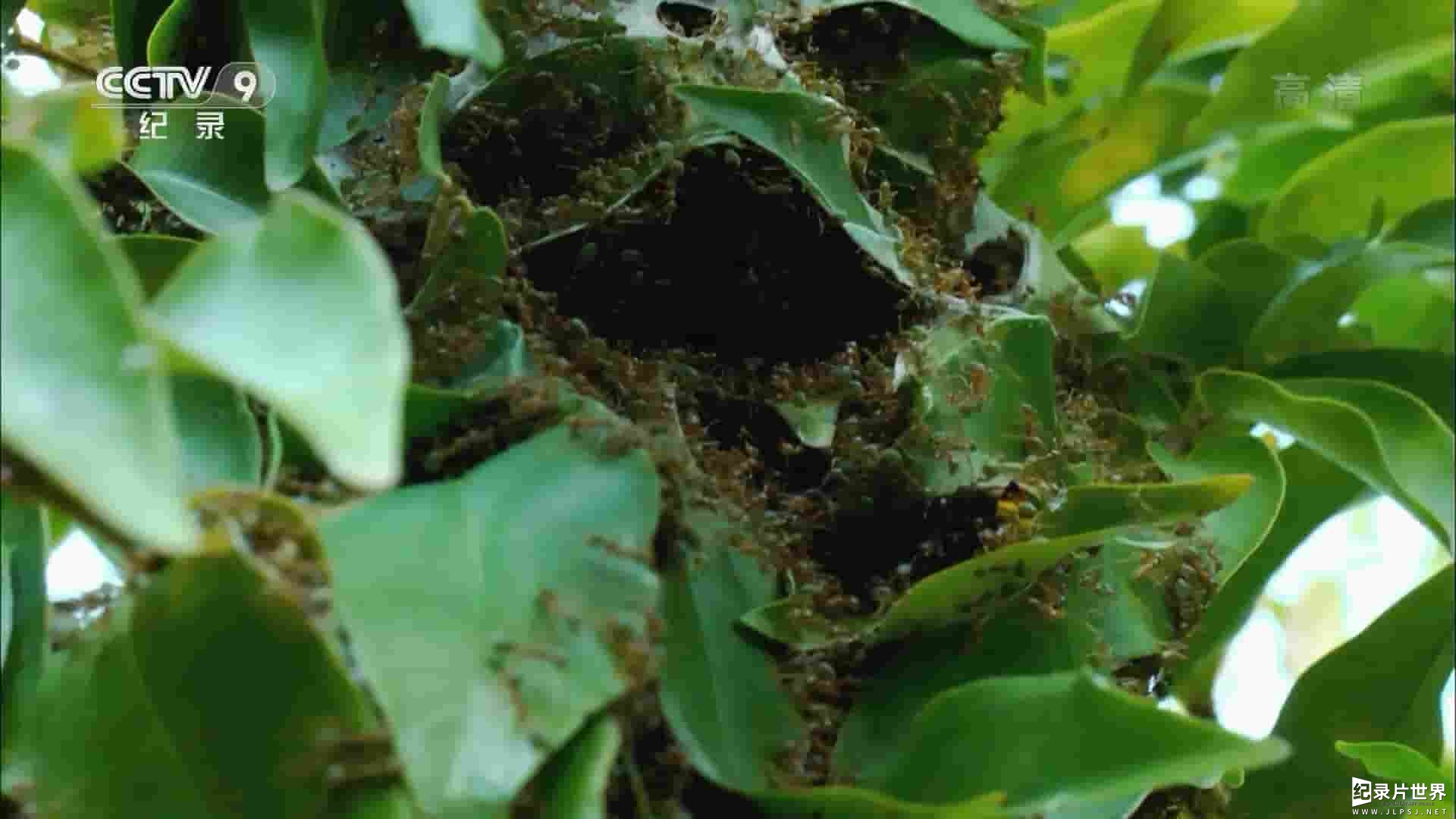 央视纪录片《昆虫界的野蛮军团-织叶蚁 Green Tree Ants: Friend or Foe? 2017》全1集
