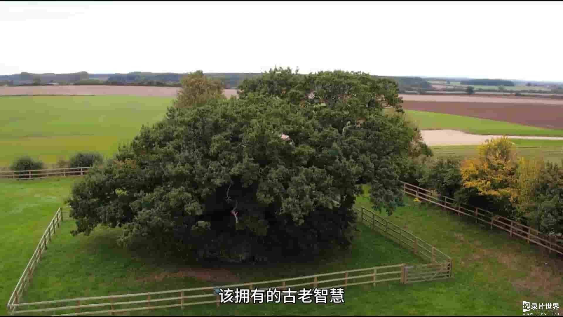 英国纪录片《英国年度之树 Tree of the year with Ardal O'Hanlon 2016》全1集