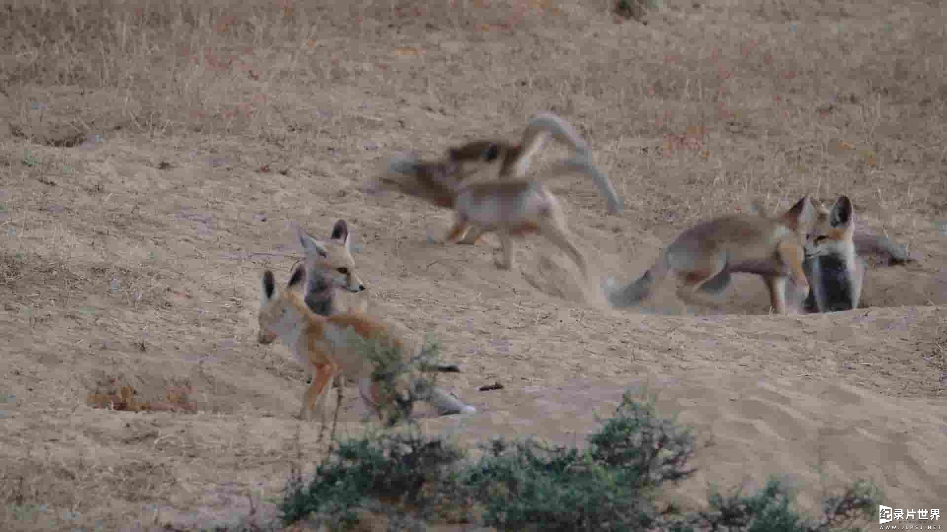 美国纪录片《野性以色列 Wild Israel 2016》全5集 