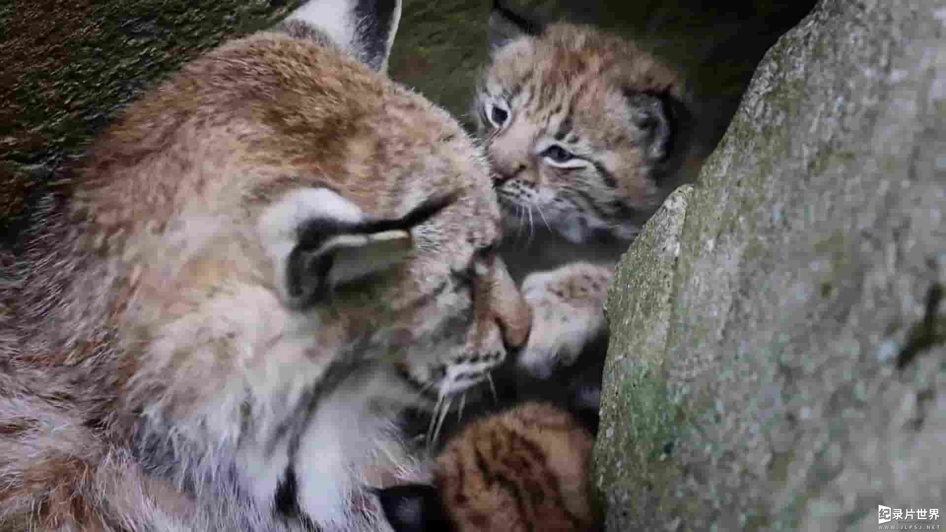 法国纪录片《庇护所：阿尔卑斯山求生记 The Sanctuary: Survival Stories of the Alps 2019》全2集