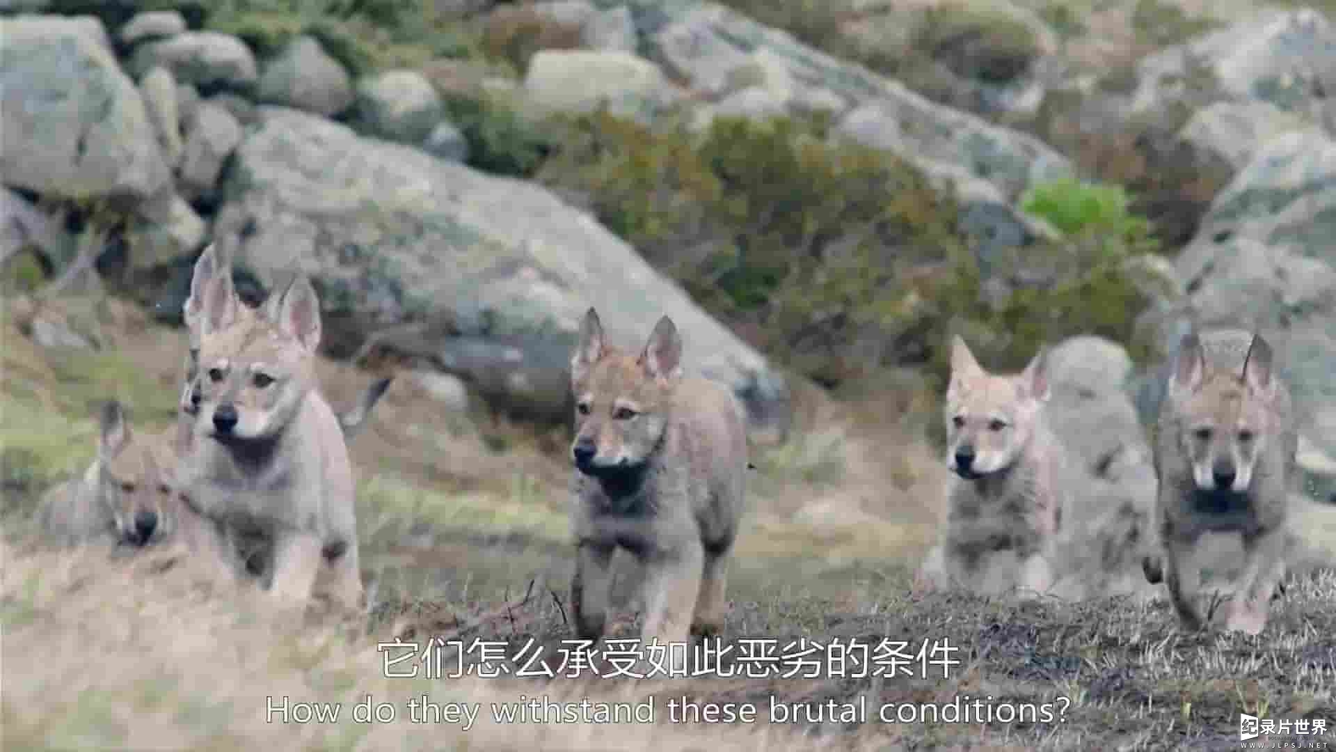 法国纪录片《庇护所：阿尔卑斯山求生记 The Sanctuary: Survival Stories of the Alps 2019》全2集