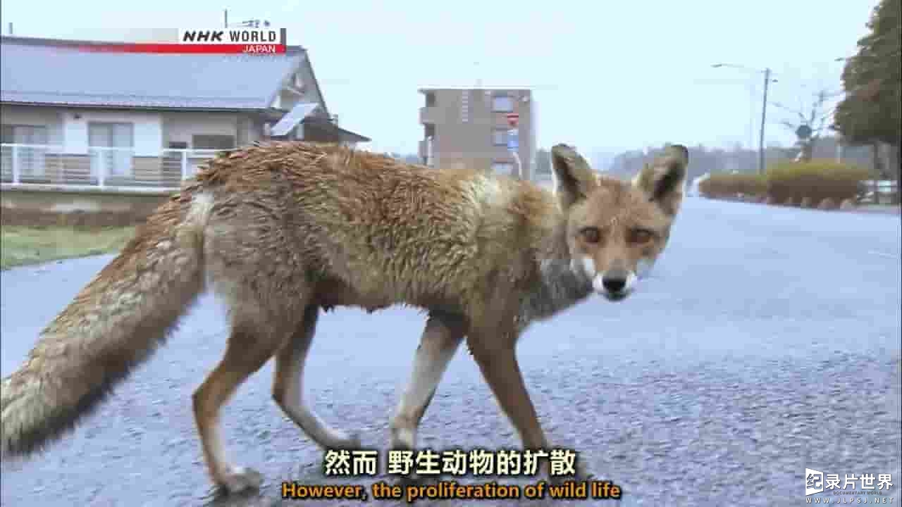 NHK纪录片《日本福岛辐射森林 Radioactive Forest 2016》全1集