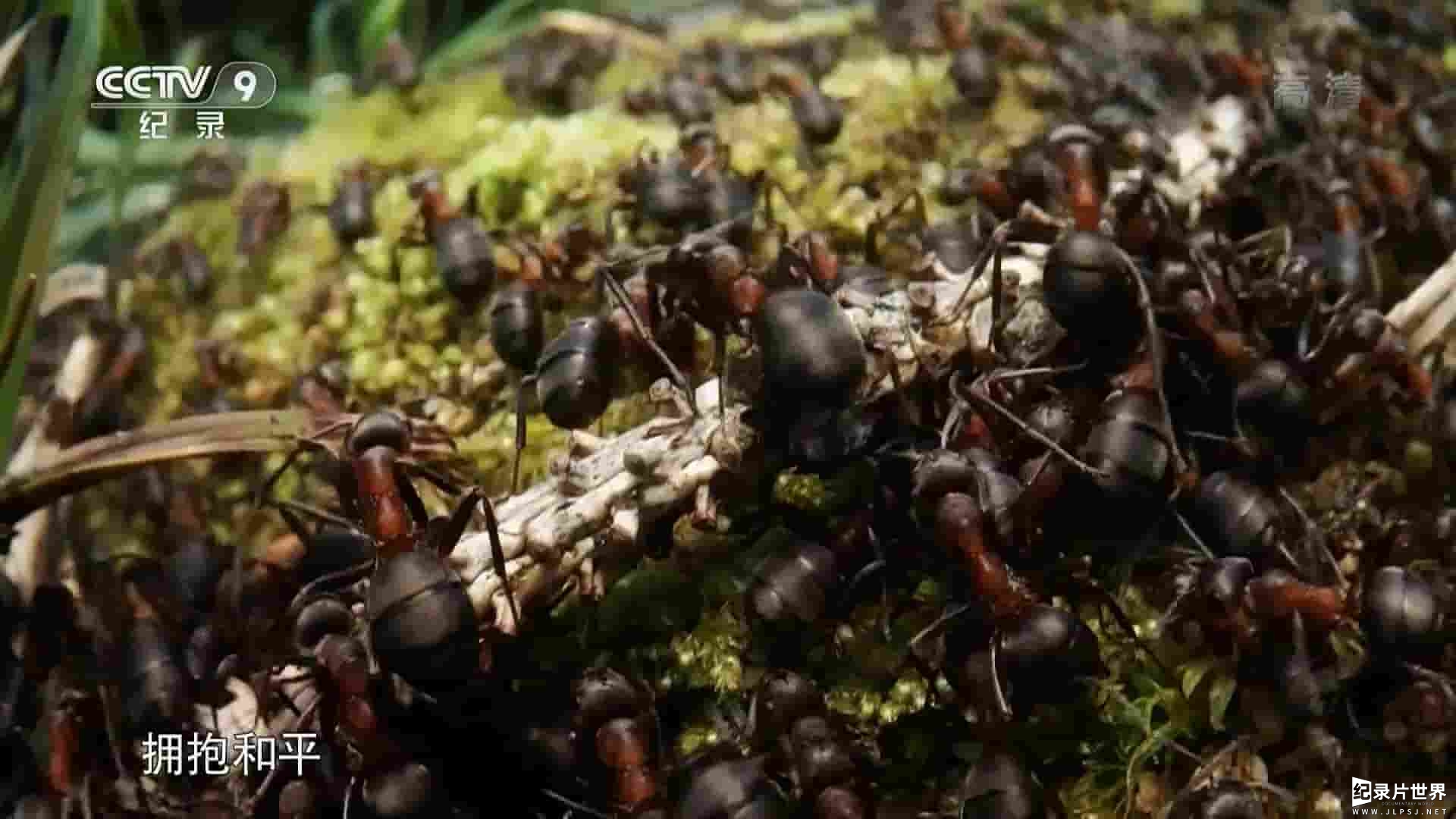 英国纪录片《大卫·爱登堡 蚂蚁山/阿滕伯勒的蚂蚁山 David Attenborough’s Ant Mountain 2018》全1集