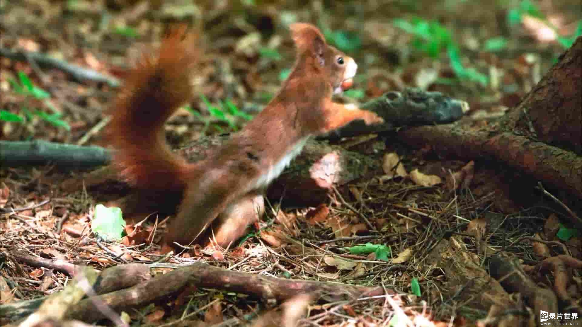 德国纪录片《松鼠的秘密 Secrets of Squirrels 2021》全1集 