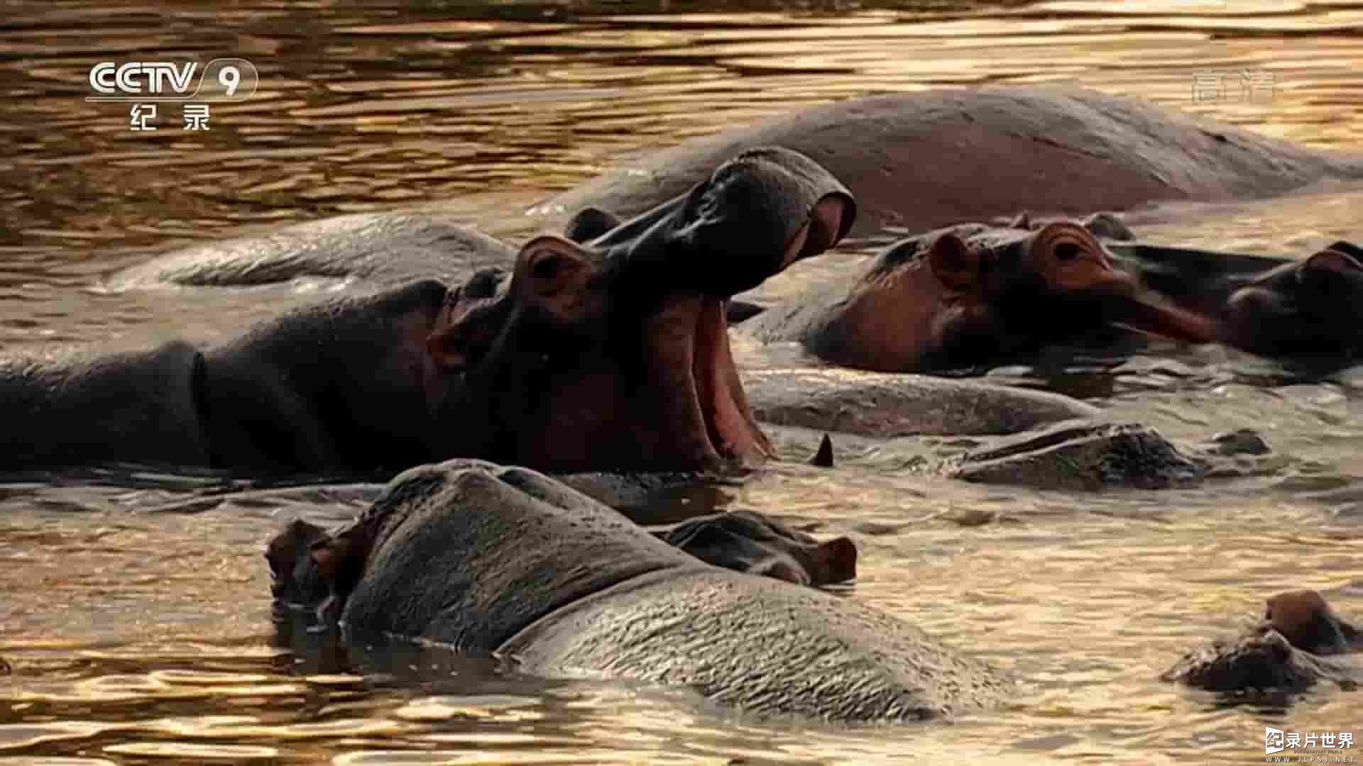 澳大利亚纪录片《邂逅非凡动物 World’s Greatest Animal Encounters 2019》全6集