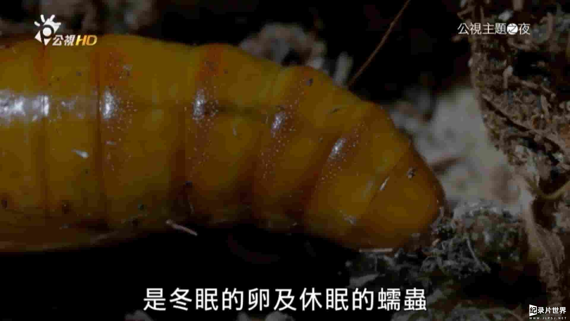 法国纪录片《虫虫刺客任务 Insects to the Rescue! 2016》全1集