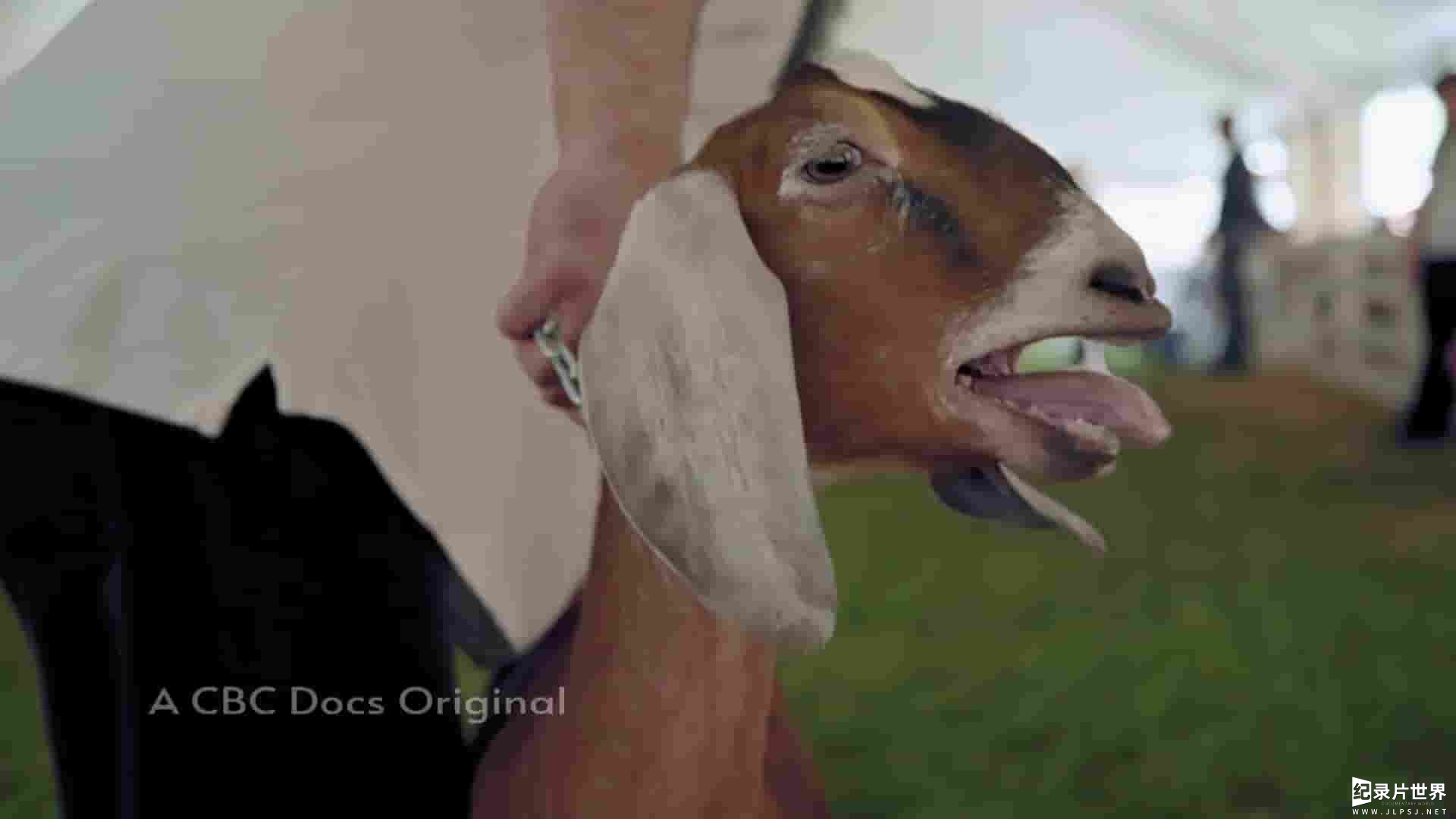 Curiosity纪录片《山羊的奇妙世界 The Wonderful World of Goats 2022》全1集 