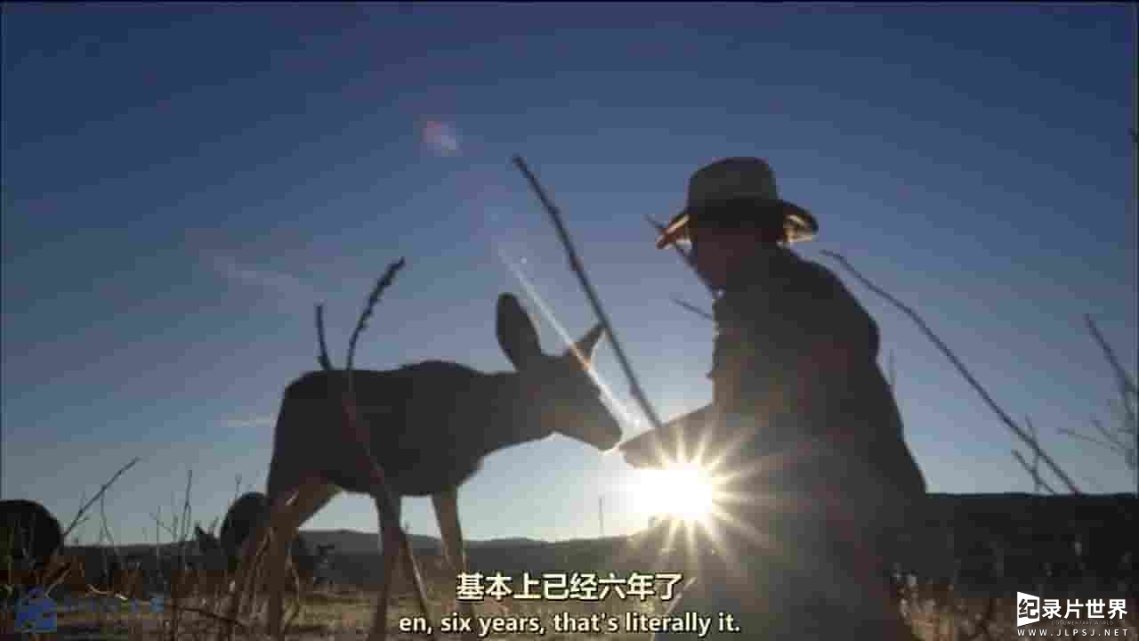 PBS纪录片《进入野生骡鹿的世界 Touching the Wild – Living with the Mule Deer of Deadman Gulch 2014》全1集