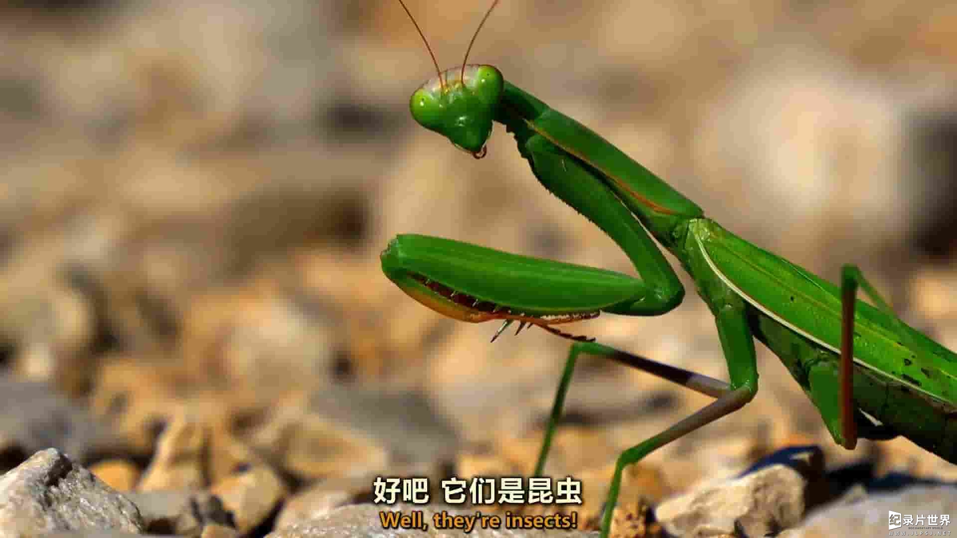 PBS纪录片《可食用昆虫 Edible Insects 2021》全1集 