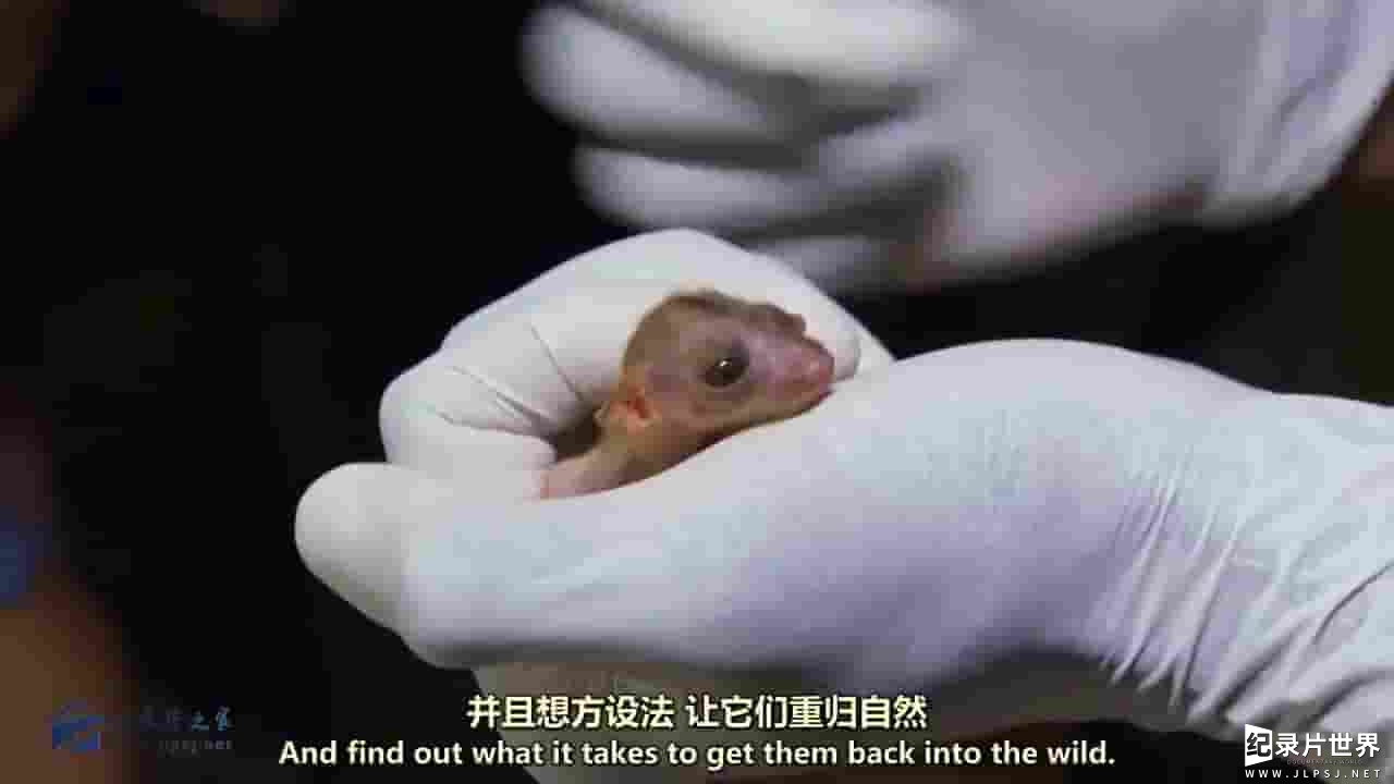 PBS纪录片《了不起的动物遗孤 Nature’s Miracle Orphans 2015》全4集