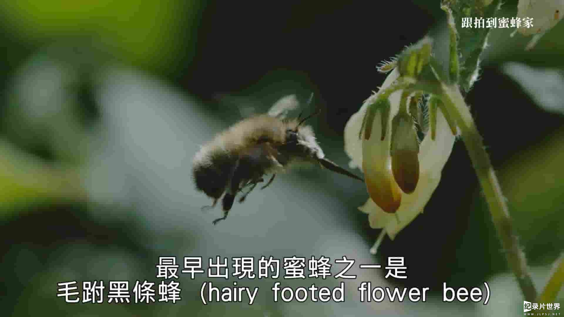 PTS公视《跟拍到蜜蜂家 My Garden of a Thousand Bees 2020》