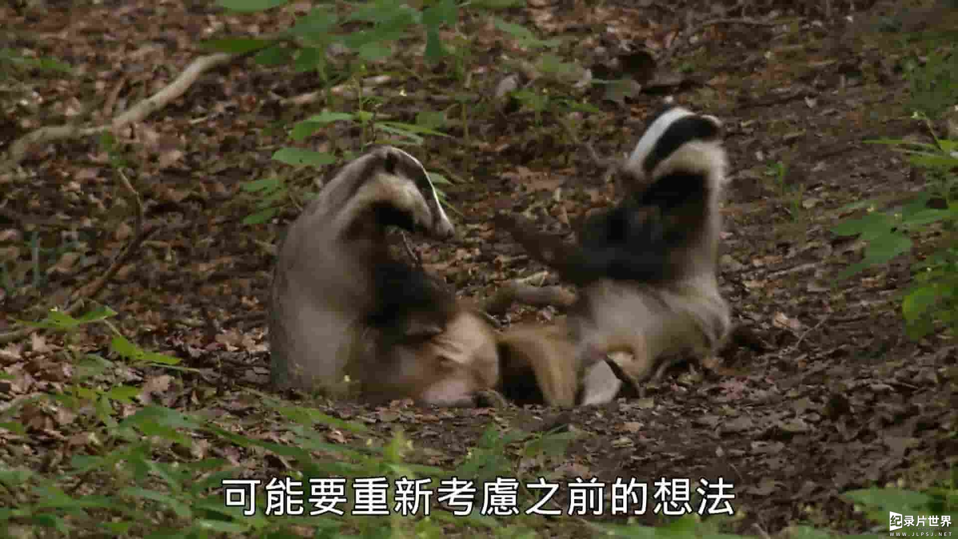 PTS公视《獾的秘密生活 The Secret Life of Badgers 2020》全1集 