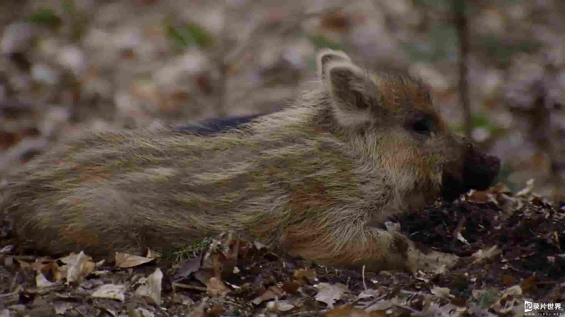 PTS公视《獾的秘密生活 The Secret Life of Badgers 2020》全1集 