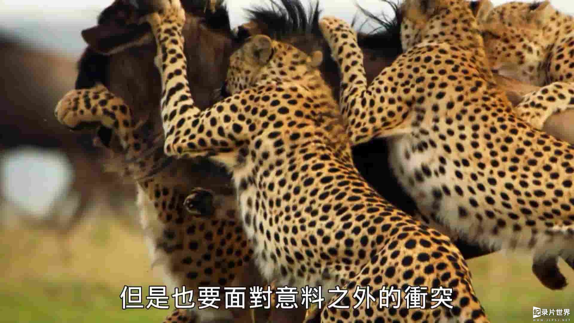 PTS公视《猎豹五兄弟 The Incredible Five A Cheetah’s Tale 2020》全1集 