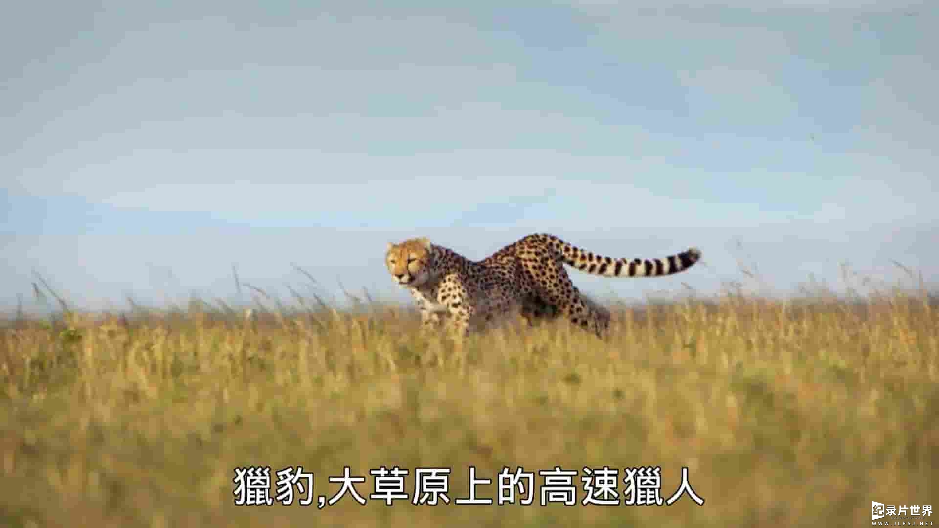 PTS公视《猎豹五兄弟 The Incredible Five A Cheetah’s Tale 2020》全1集 