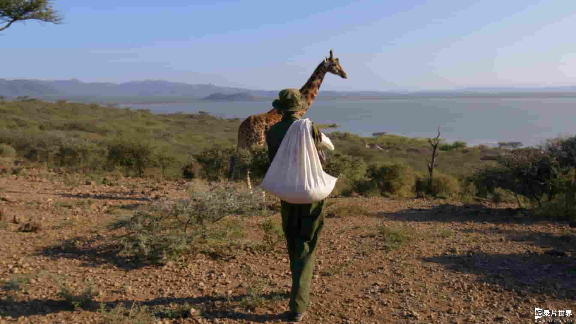 国家地理《营救长颈鹿之漫漫归途/拯救長頸鹿：漫漫回家路 Saving Giraffes: The Long Journey Home 2022》全1集