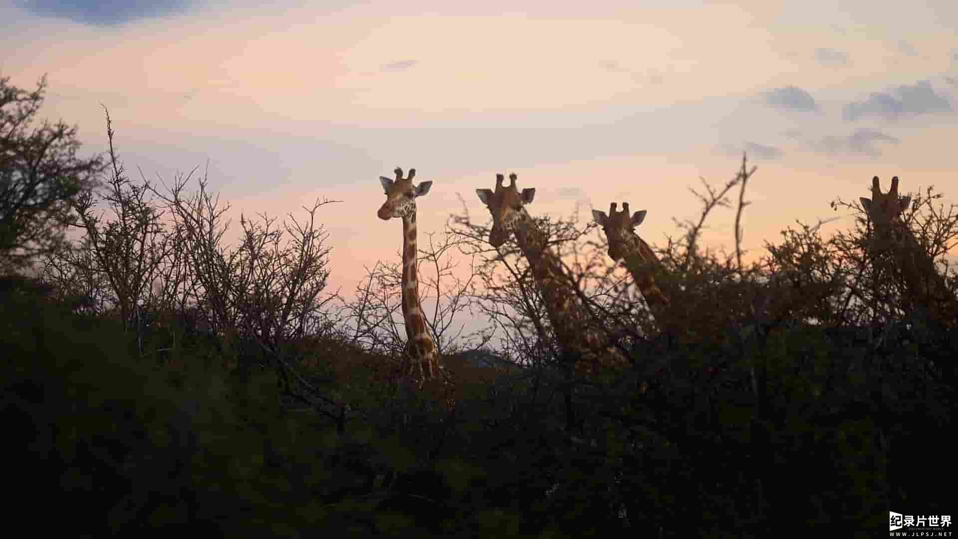 国家地理《营救长颈鹿之漫漫归途/拯救長頸鹿：漫漫回家路 Saving Giraffes: The Long Journey Home 2022》全1集