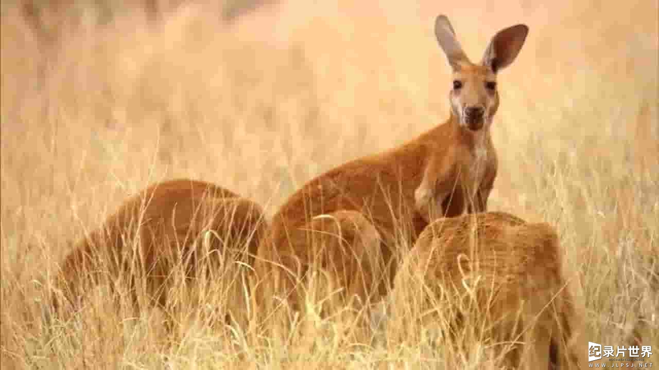 ITV纪录片《狂野澳大利亚/野性澳大利亚 Wild Australia With Ray Mears 2016》全6集