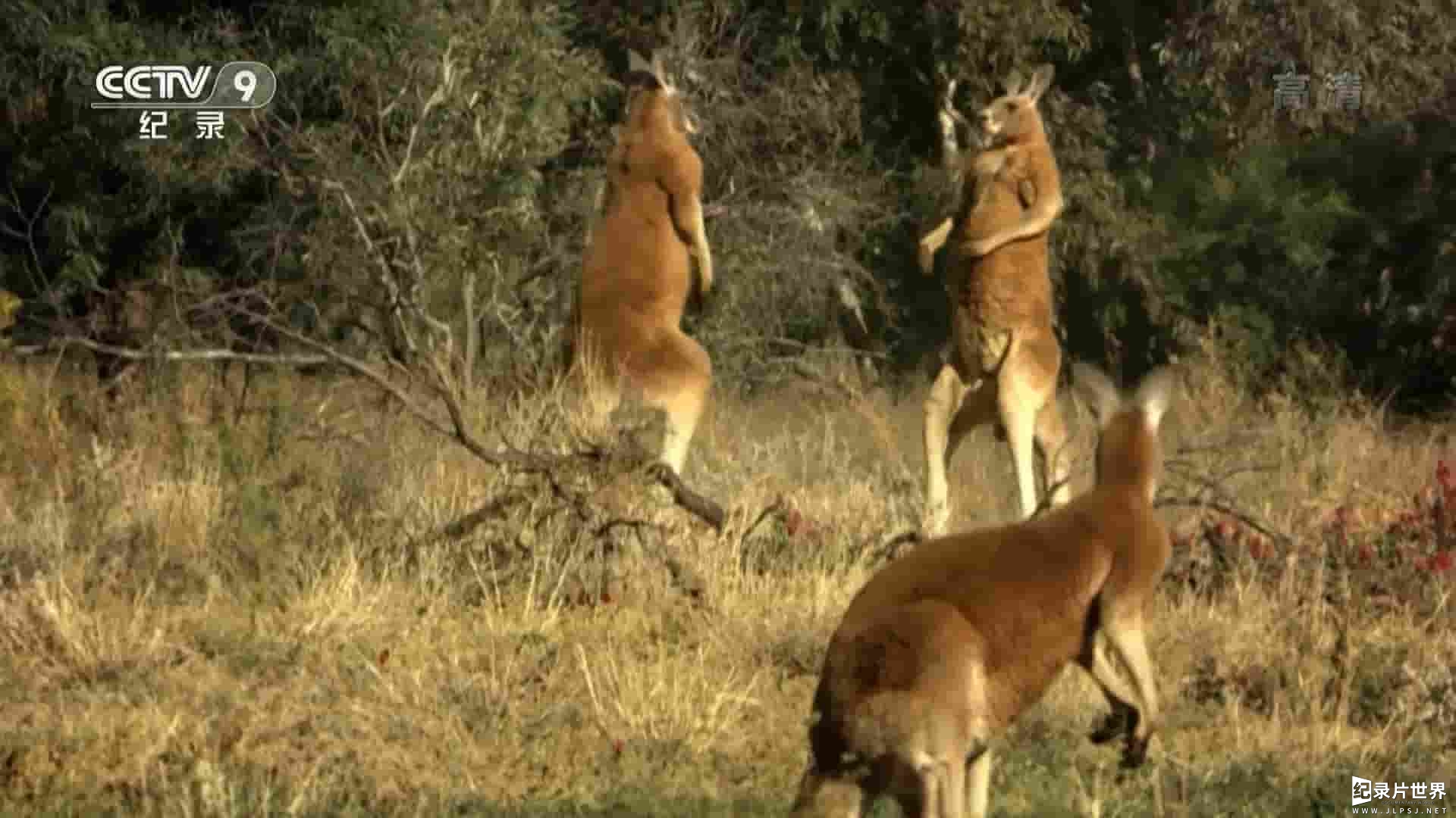 央视改版/动物星球频道《野性澳大利亚 Wild Australia 2015》全5集