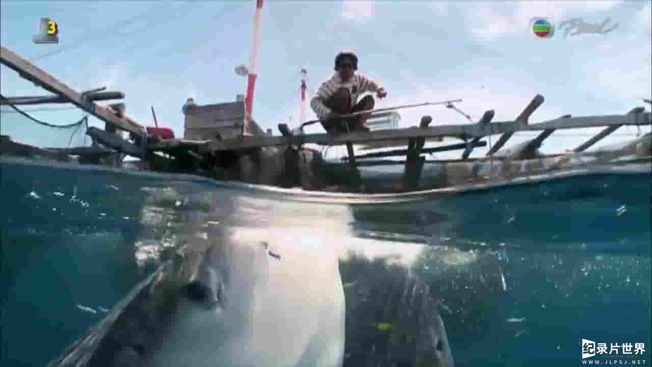 明珠台《全球鲸鲨之迷 The Global Whale Shark Mystery 2016》全1集