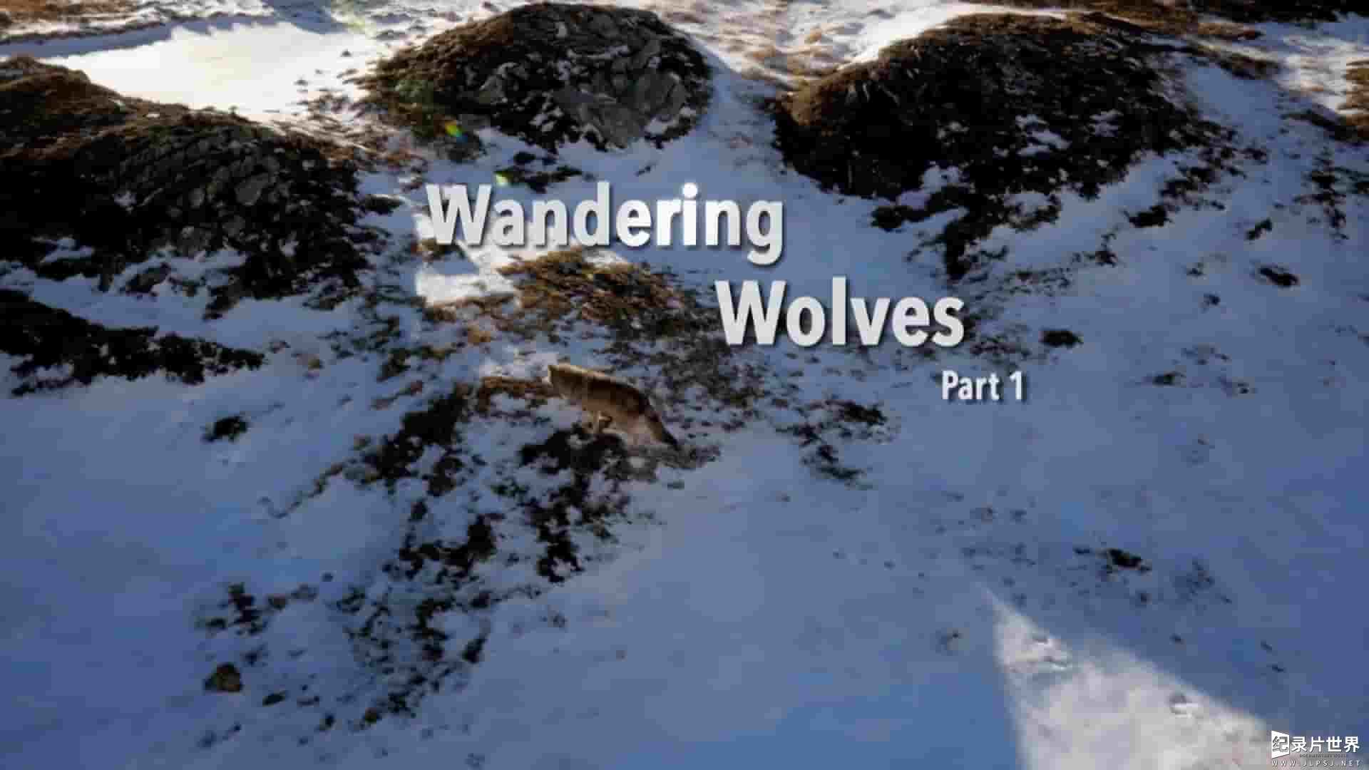 ZDF纪录片《流浪的狼/游荡的狼 Wandering Wolves 2017》全2集