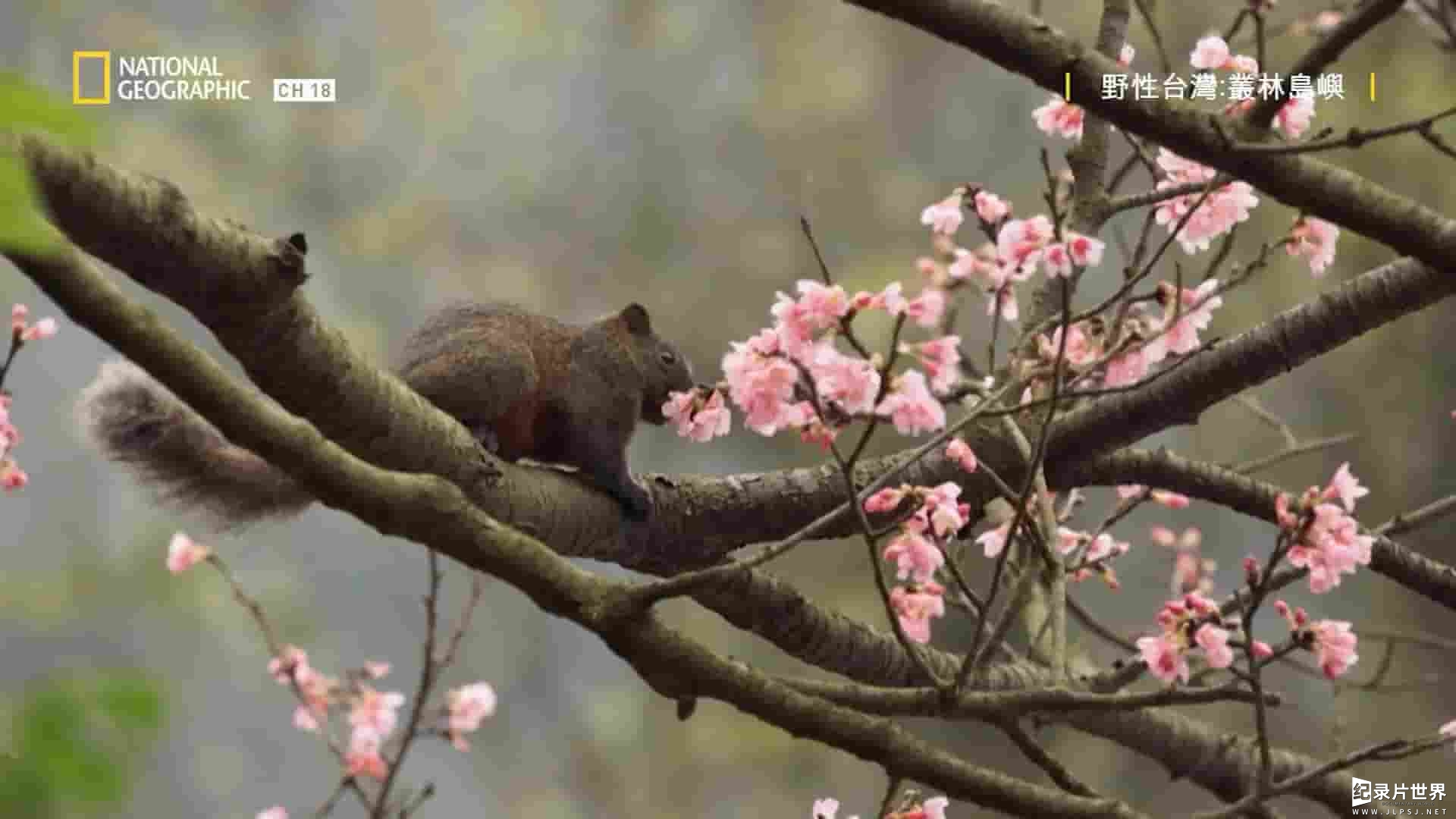 国家地理《野性台湾：丛林岛屿》全1集