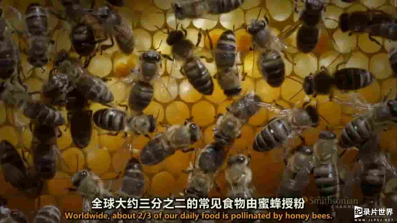 史密森频道《蜂巢的秘密 Secrets of the Hive 2015》全1集