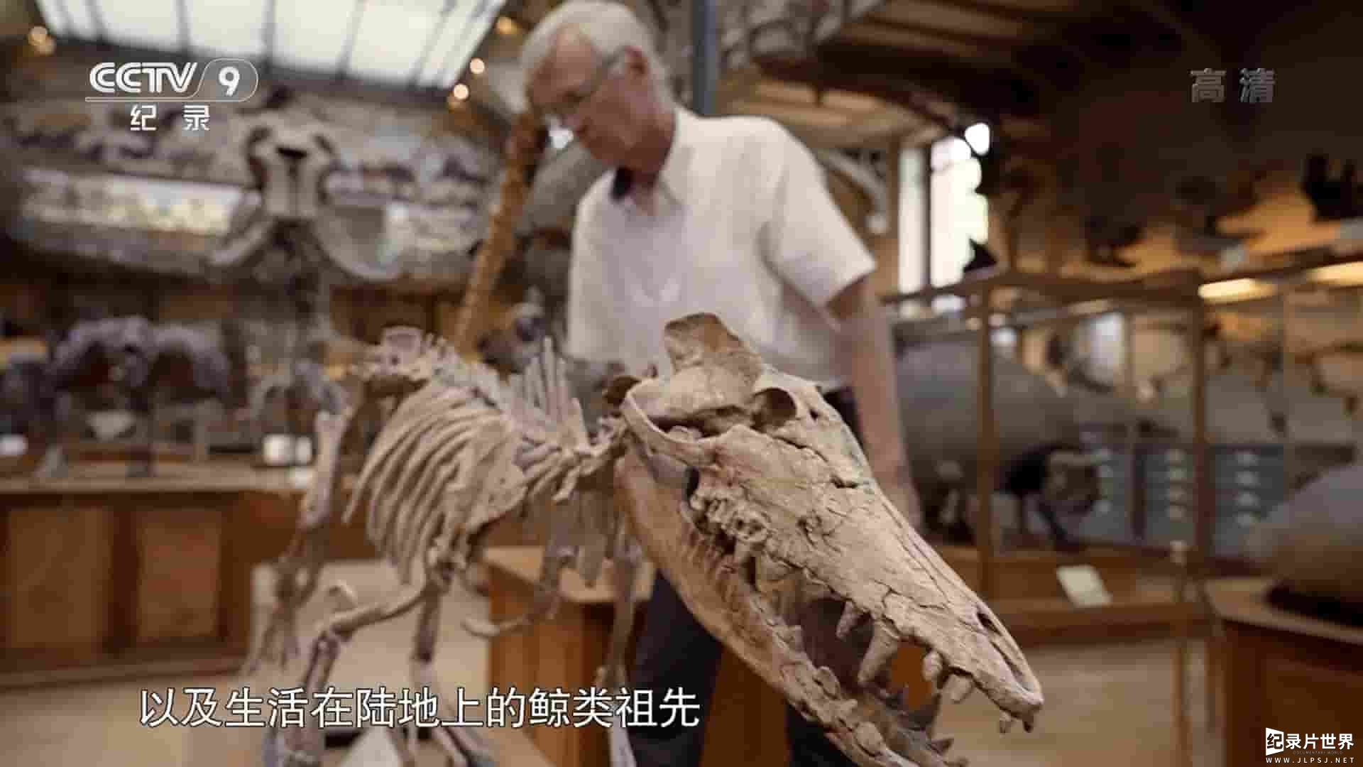 PBS纪录片《鲸鱼行走的世代：深时之旅 When Whales Walked:Journeys in Deep Time 2019》全1集