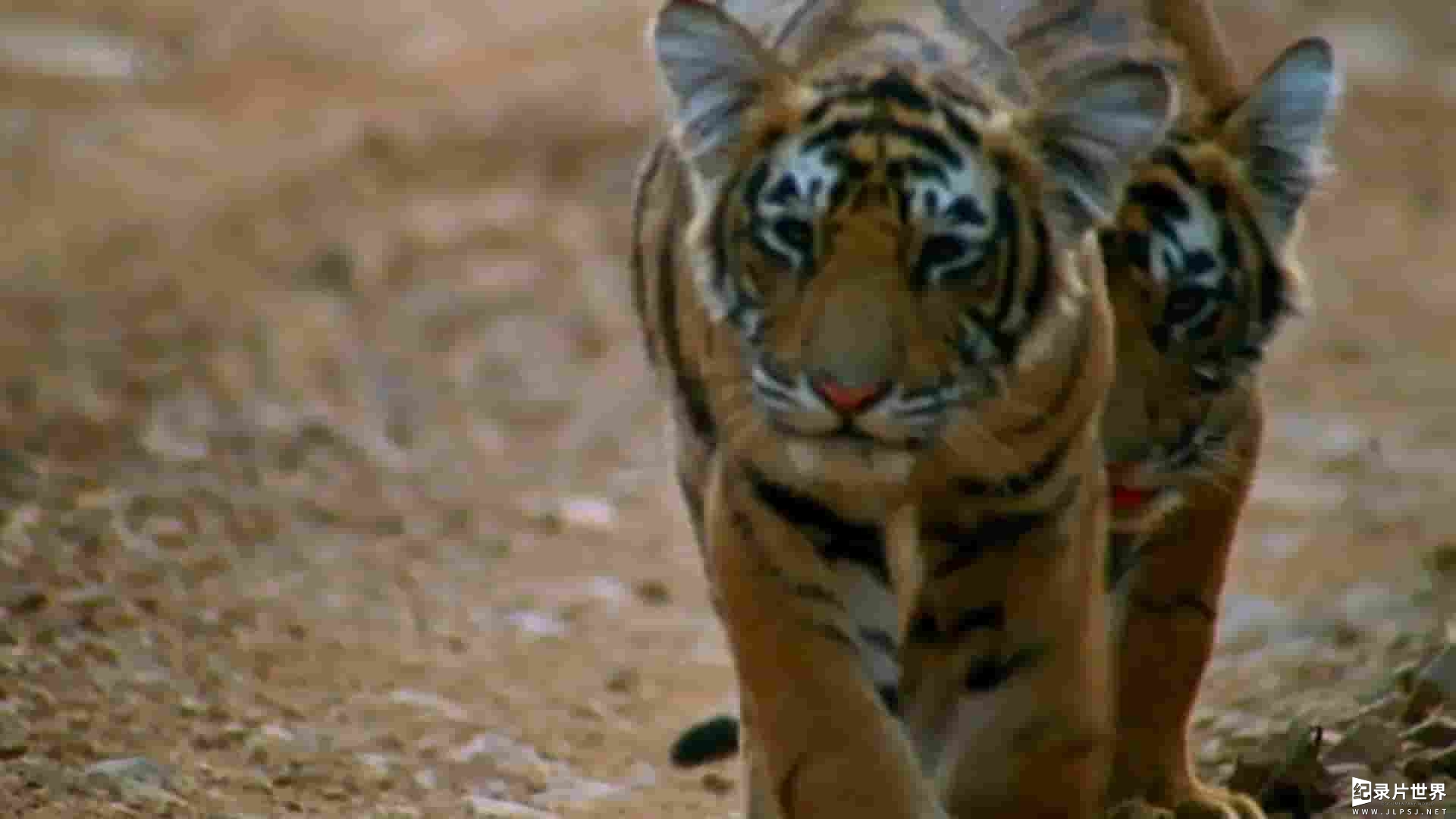 BBC纪录片《自然世界：老虎女王/伦滕波尔的传奇虎王 The Natural World: Queen of Tigers 2012》全1集