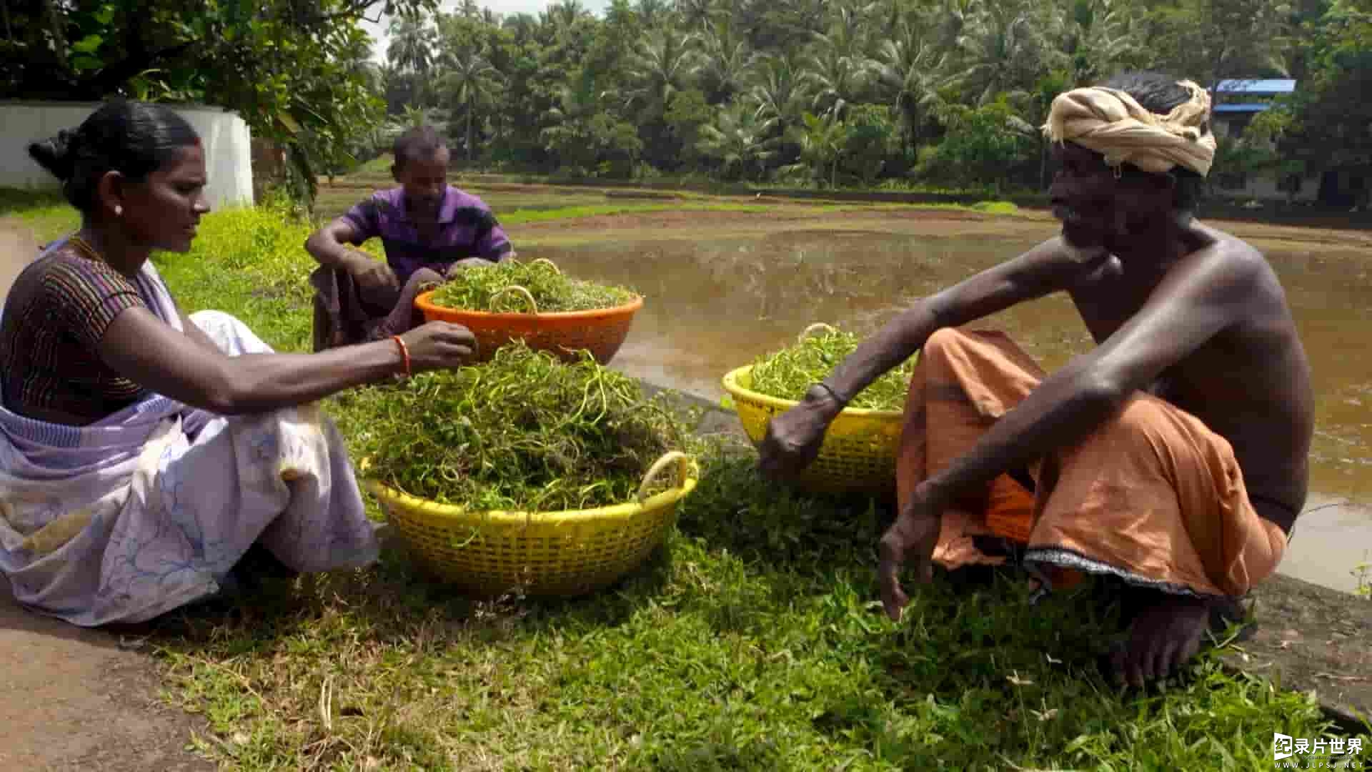 加拿大纪录片《草药的秘密世界：印度 The Secret World of Herbs: In India 2023》全1集