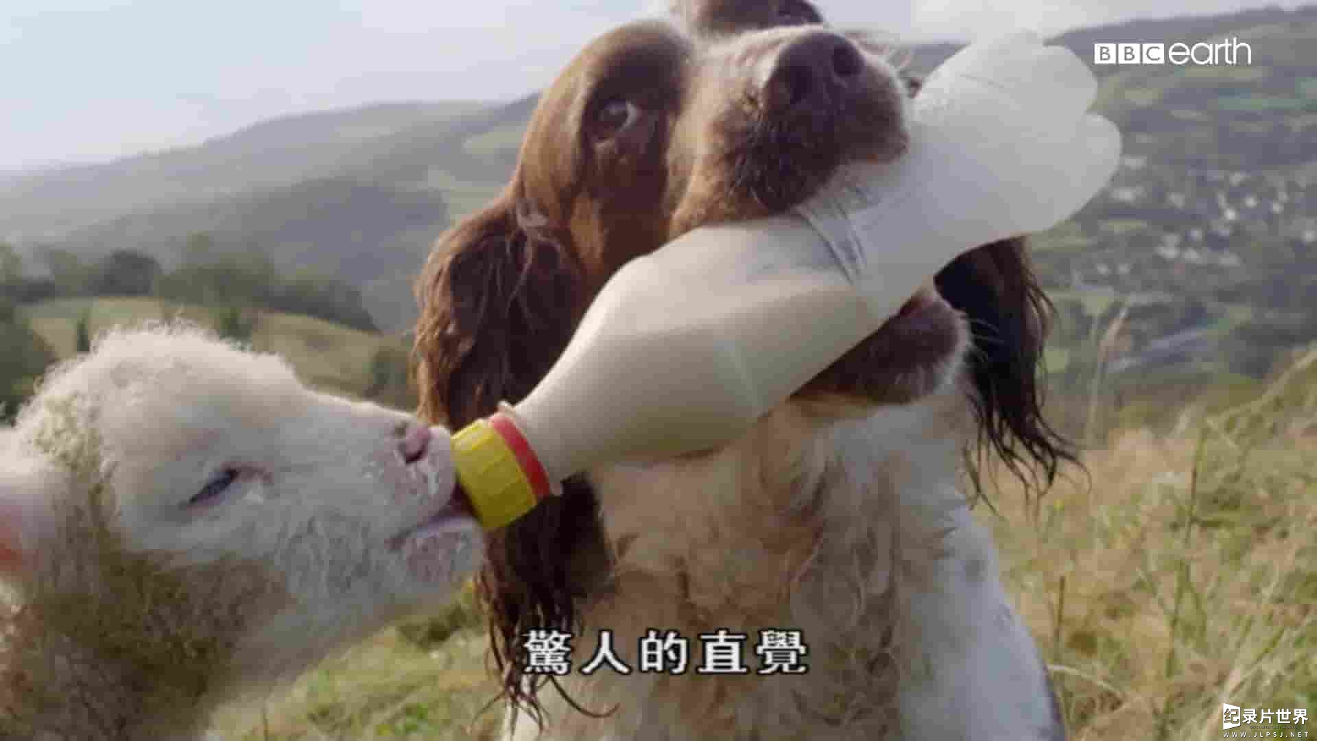 央视纪录片《狗的秘密生活/狗狗秘闻 Secret Life of Dogs 2017》第2季全1集