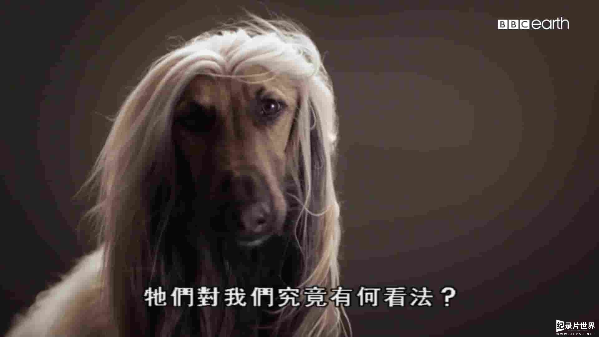 央视纪录片《狗的秘密生活/狗狗秘闻 Secret Life of Dogs 2017》第2季全1集